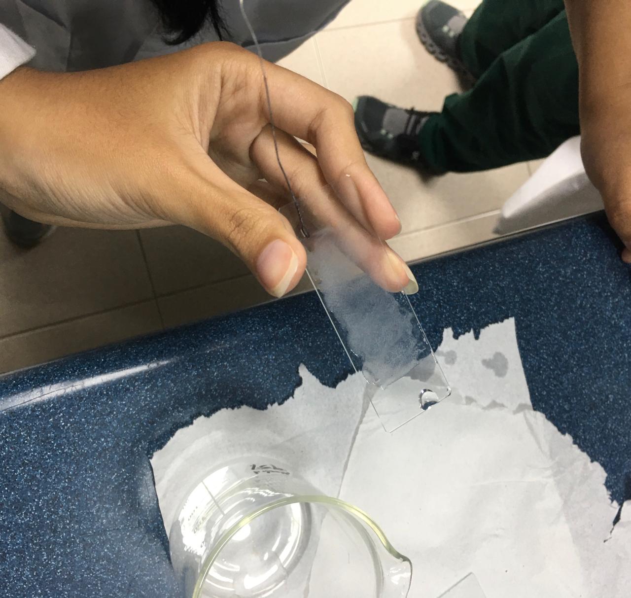 Figura 1: Preparación del frotis con el asa bacteriológica.