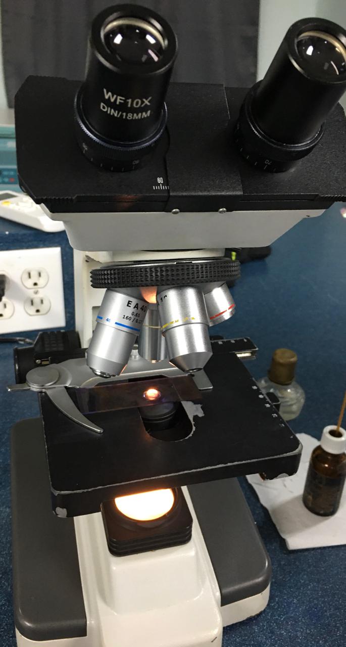 Figura 13: Uso del microscopio óptico con aceite de inmersión para la observación a 100x.