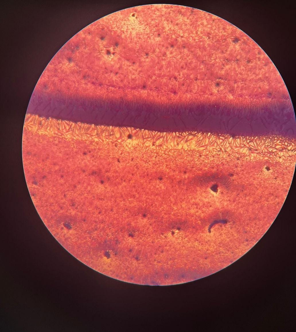 Micrografía de bacterias del vinagre de manzana teñidas con azul de metileno.