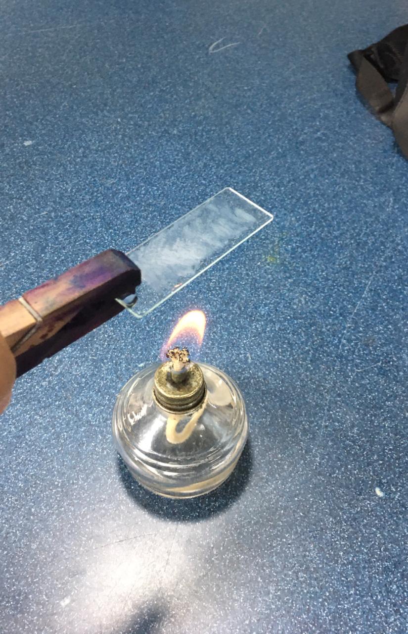 Figura 3: Fijación de la muestra al calor.