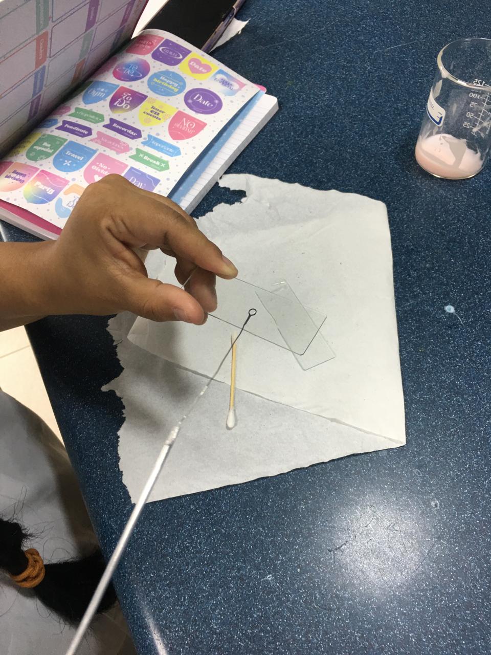 Figura 8: Preparación del frotis con el asa bacteriológica.